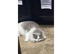 Adopt Maui a Gray or Blue RagaMuffin / Mixed (long coat) cat in Goodyear