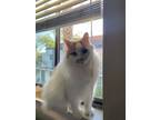 Adopt Charlie a White (Mostly) Turkish Van / Mixed (long coat) cat in Tempe