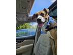 Adopt Lorey a Brown/Chocolate - with White Mixed Breed (Medium) / Mixed Breed