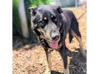 Adopt King Joey a Black German Shepherd Dog / Mixed dog in Oakland