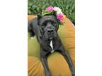 Adopt Joleigh a Black Cane Corso / Mixed dog in Sharon Center, OH (38407581)