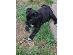Adopt Kelly a Black - with White American Pit Bull Terrier / Mixed dog in