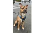 Adopt Papas a White - with Tan, Yellow or Fawn Boxer / Mixed dog in Bronx