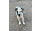 Adopt Bliss a White - with Brown or Chocolate Australian Shepherd / Mixed dog in