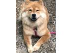 Adopt Angelica a Red/Golden/Orange/Chestnut - with White Chow Chow / Mixed dog