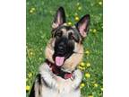 Adopt Ruby (zyla) a German Shepherd Dog / Mixed dog in Bracebridge