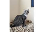 Adopt Anise a Gray, Blue or Silver Tabby Domestic Shorthair / Mixed (short coat)