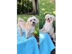 Adopt Lexi & Missy a Shih Tzu / Mixed dog in Davie, FL (39617861)