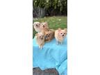 Adopt Precious Pom/Shih Tzu Family a Pomeranian / Shih Tzu / Mixed dog in Davie