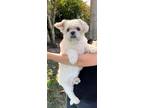 Adopt Samira a Lhasa Apso / Mixed dog in Davie, FL (40712484)
