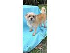 Adopt Luxe a Shih Tzu / Silky Terrier / Mixed dog in Davie, FL (41123626)