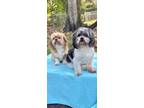 Adopt Mango & Chewy a Shih Tzu / Mixed dog in Davie, FL (40920780)