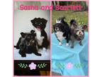 Adopt Sasha & Scarlett a Shih Tzu / Terrier (Unknown Type