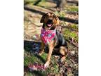 Adopt Penny a Tan/Yellow/Fawn - with Black Hound (Unknown Type) / Mixed dog in