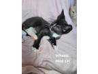 Adopt Wheels a Domestic Shorthair / Mixed (short coat) cat in Fallbrook