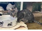 Adopt Opie a Domestic Shorthair / Mixed (short coat) cat in Fallbrook