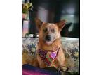 Adopt Copper a Red/Golden/Orange/Chestnut Australian Cattle Dog / Mixed dog in