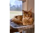 Adopt Ushka a Orange or Red Tabby Maine Coon / Mixed (long coat) cat in Madison