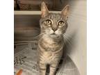 Adopt Nemo a Domestic Shorthair / Mixed cat in Raleigh, NC (41440097)