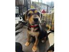Adopt Pineapple a Hound (Unknown Type) / Mixed dog in Knoxville, TN (41440045)