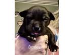 Adopt Bosley a Black - with White American Pit Bull Terrier / Mixed dog in