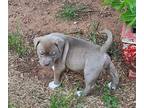 Adopt Jill a Tan/Yellow/Fawn American Pit Bull Terrier / Mixed dog in Wichita