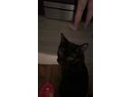 Adopt Timmy a All Black American Shorthair / Mixed (short coat) cat in Atlanta