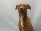 Adopt Unicorn a Tan/Yellow/Fawn Catahoula Leopard Dog / Mixed Breed (Medium) /