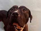 Adopt Sis a Black American Pit Bull Terrier / Mixed Breed (Medium) / Mixed