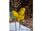 Adopt Armarillo a Yellow Parakeet - Other bird in Medfield, MA (41440191)