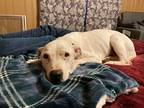 Adopt Dobbie a White Staffordshire Bull Terrier / Mixed dog in Wichita Falls