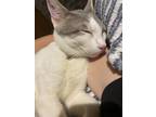 Adopt Mach a White (Mostly) Domestic Shorthair / Mixed (short coat) cat in