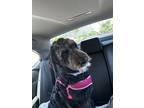 Adopt Millie a Black Poodle (Standard) / Schnoodle / Mixed dog in Louisville