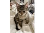 Adopt Gus a Gray or Blue Exotic / Mixed (short coat) cat in Gilbert
