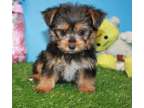 QSSW Yorkshire Terrier Puppies Ready