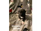Adopt Mystique a Black - with White American Pit Bull Terrier / Mixed dog in