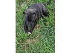 Adopt Stormy a Black - with White American Pit Bull Terrier / Mixed dog in