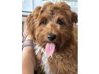Adopt Bodie a Red/Golden/Orange/Chestnut - with White Cavapoo / Mixed dog in