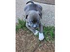 Adopt Bishop a Gray/Silver/Salt & Pepper - with White American Pit Bull Terrier