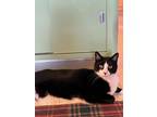 Adopt Davey a Black & White or Tuxedo Domestic Shorthair (short coat) cat in