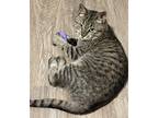 Adopt Marty a Brown Tabby Domestic Shorthair (short coat) cat in Harrisburg