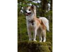 Adopt Luke a White - with Brown or Chocolate Shiba Inu / American Eskimo Dog /