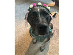 Adopt Dorie a Black Catahoula Leopard Dog / Mixed dog in Madison, NJ (41114091)