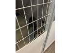 Adopt 55901628 a Black Doberman Pinscher / Mixed dog in Los Lunas, NM (41440253)