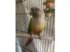 Adopt Griffin a Green Conure / Mixed bird in Williamsburg, VA (41440241)