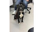 Adopt Guaco a Black Mixed Breed (Medium) / Mixed dog in New Castle