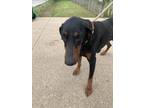 Adopt Grace a Brown/Chocolate Doberman Pinscher / Mixed dog in Fort Worth