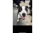 Adopt Goose a Black American Pit Bull Terrier / Mixed Breed (Medium) / Mixed