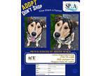 Adopt Ace a Brown/Chocolate Husky / German Shepherd Dog / Mixed (short coat) dog