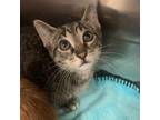 Adopt TOONCES a Brown Tabby Domestic Shorthair (short coat) cat in Royal Oak